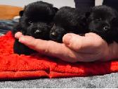 Šiperkas / Schipperke / šuniukai - nuotraukos Nr. 4