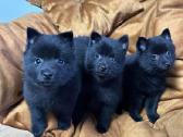 Šiperkas / Schipperke / šuniukai