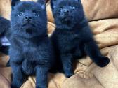 Šiperkas / Schipperke / šuniukai - nuotraukos Nr. 7