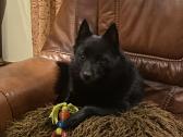 Šiperkas / Schipperke / šuniukai - nuotraukos Nr. 8