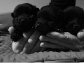 Šiperkas / Schipperke / šuniukai - nuotraukos Nr. 10