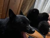 Šiperkas / Schipperke / šuniukai - nuotraukos Nr. 11