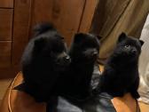 Šiperkas / Schipperke / šuniukai - nuotraukos Nr. 12