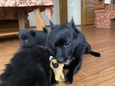 Šiperkas / Schipperke / šuniukai - nuotraukos Nr. 14