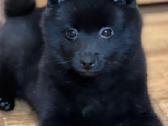 Šiperkas / Schipperke / šuniukai - nuotraukos Nr. 16
