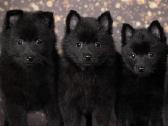 Šiperkas / Schipperke / šuniukai - nuotraukos Nr. 19