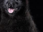 Šiperkas / Schipperke / šuniukai - nuotraukos Nr. 5