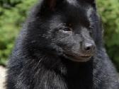 Šiperkas / Schipperke / šuniukai - nuotraukos Nr. 21