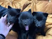 Šiperkas / Schipperke / šuniukai - nuotraukos Nr. 20