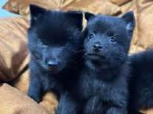 Šiperkas / Schipperke / šuniukai - nuotraukos Nr. 18