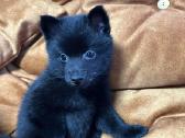 Šiperkas / Schipperke / šuniukai - nuotraukos Nr. 17