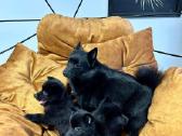 Šiperkas / Schipperke / šuniukai - nuotraukos Nr. 22