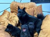 Šiperkas / Schipperke / šuniukai - nuotraukos Nr. 3