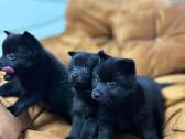 Šiperkas / Schipperke / šuniukai - nuotraukos Nr. 23