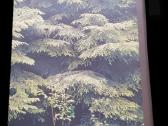 Fotoalbumas - Knyga Music of the Russian Forest - nuotraukos Nr. 13