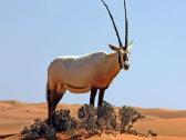 Pliušinis Arabų oriksas (Arabian Oryx) - nuotraukos Nr. 3