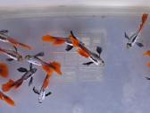 Žuvytės. Gupijos. Guppy. - nuotraukos Nr. 13