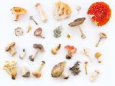 Medicininiai grybai