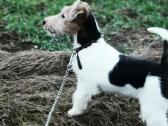 Šiurkščiaplaukiai foksterjerai, Foksterjeras - nuotraukos Nr. 6