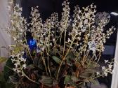 Ludisija discolor-orchidėja - nuotraukos Nr. 3