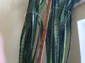 Sansevjera,ūgliai iki 150 cm - nuotraukos Nr. 4