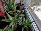 Tigrinis Alavijas - nuotraukos Nr. 11