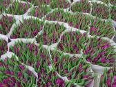Mamos dienai Tulpes didmena kaina nuo 0,40 cnt - nuotraukos Nr. 2