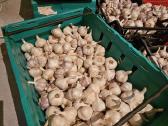 Parduodami ekologiški dideli česnakai - nuotraukos Nr. 5