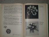 Surišti gėles. Blumen binden - nuotraukos Nr. 2