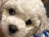 Kilmingi garbanotieji bišonai/ bichon frise - nuotraukos Nr. 14