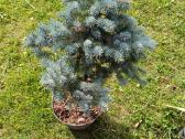 Žemaūgė Glauca globosa - nuotraukos Nr. 13
