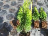 Tujos Smaragd - p9 vazonas - 0,65 € - nuotraukos Nr. 3
