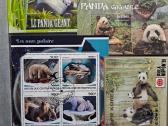 Pandos,meškos,koalos - nuotraukos Nr. 16