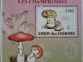 Gribai - nuotraukos Nr. 6