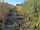 Šakų smulkinimas, sklypų, pamiškių,griovių valymas - nuotraukos Nr. 4