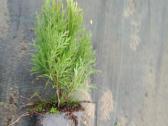 Tujos gyvatvorėms, thuja smaragd - nuotraukos Nr. 2