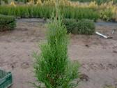 Tujos gyvatvorėms, thuja smaragd