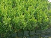 Tujos gyvatvorėms, thuja smaragd - nuotraukos Nr. 3