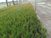 Tujos gyvatvorėms, thuja smaragd - nuotraukos Nr. 4