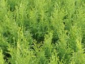 Tujos gyvatvorėms, thuja smaragd - nuotraukos Nr. 5