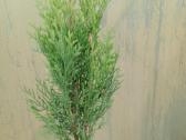 Tujos gyvatvorėms, thuja smaragd - nuotraukos Nr. 6