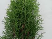 Tujos gyvatvorėms, thuja smaragd - nuotraukos Nr. 7