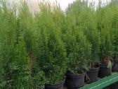 Tujos Smaragd - C2 (2l) vazonas - 1,70 € -40-65cm - nuotraukos Nr. 2