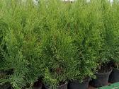 Tujos Smaragd - C2 (2l) vazonas - 1,70 € -40-65cm - nuotraukos Nr. 3