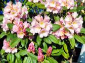 Rododendrai - nuotraukos Nr. 19