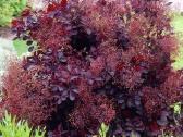 Europinis pūkenis Rojal Purple - nuotraukos Nr. 27
