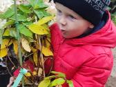 Hortenzijos Vanile Freis ir kt. dekoratyv augalai - nuotraukos Nr. 16