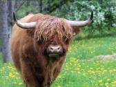 Highland Cattle Fam Visnapuu - nuotraukos Nr. 7