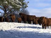 Highland Cattle Fam Visnapuu
