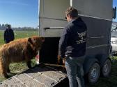 Highland Cattle Fam Visnapuu - nuotraukos Nr. 2